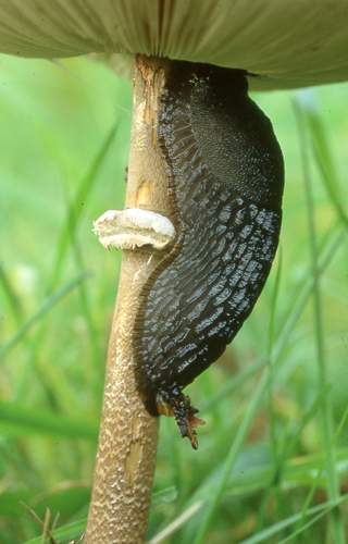 12,Slug eating Parasol Mush (18) copy.jpg - Slug eating Parasol Mush